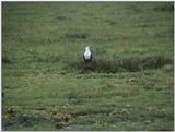(P:\Africa\VideoStills) Dn-a1488.jpg (1/1) (94 K)