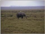 (P:\Africa\VideoStills) Dn-a1490.jpg (1/1) (88 K)