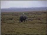 (P:\Africa\VideoStills) Dn-a1491.jpg (1/1) (83 K)