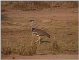 (P:\Africa\VideoStills) Dn-a1504.jpg - Kori Bustard (Ardeotis kori)