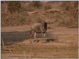 (P:\Africa\VideoStills) Dn-a1505.jpg (1/1) (93 K)