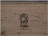 (P:\Africa\VideoStills) Dn-a1509.jpg (1/1) (91 K)
