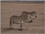 (P:\Africa\VideoStills) Dn-a1510.jpg (1/1) (88 K)