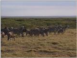 (P:\Africa\VideoStills) Dn-a1511.jpg (1/1) (89 K)