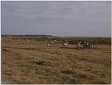 (P:\Africa\VideoStills) Dn-a1513.jpg (1/1) (87 K)