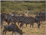 (P:\Africa\VideoStills) Dn-a1514.jpg (1/1) (94 K)