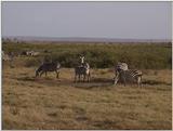 (P:\Africa\VideoStills) Dn-a1515.jpg (1/1) (91 K)