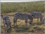 (P:\Africa\VideoStills) Dn-a1516.jpg (1/1) (94 K)