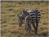 (P:AfricaVideoStills) Dn-a1517.jpg (Plains Zebras)