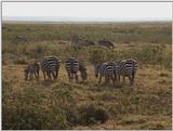 (P:\Africa\VideoStills) Dn-a1518.jpg (1/1) (89 K)