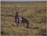 (P:\Africa\VideoStills) Dn-a1520.jpg (1/1) (92 K)