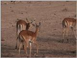 (P:\Africa\VideoStills) Dn-a1523.jpg (1/1) (87 K)