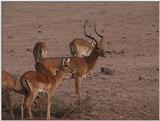 (P:AfricaVideoStills) Dn-a1524.jpg - Impala (Aepyceros melampus)