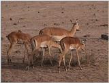 (P:\Africa\VideoStills) Dn-a1525.jpg (1/1) (91 K)