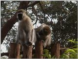 (P:\Africa\VideoStills) Dn-a1529.jpg (1/1) (90 K)
