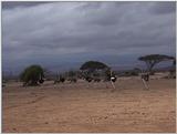 (P:\Africa\VideoStills) Dn-a1530.jpg (1/1) (93 K)