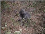 (P:\Africa\VideoStills) Dn-a1561.jpg (1/1) (95 K)