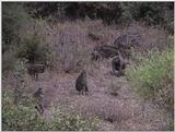 (P:\Africa\VideoStills) Dn-a1562.jpg (1/1) (87 K)