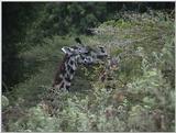 (P:\Africa\VideoStills) Dn-a1564.jpg (Giraffe)