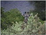 (P:\Africa\VideoStills) Dn-a1566.jpg (1/1) (95 K)