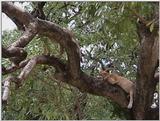 (P:\Africa\VideoStills) Dn-a1569.jpg (1/1) (91 K)