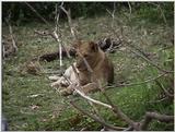 (P:\Africa\VideoStills) Dn-a1570.jpg (1/1) (88 K)