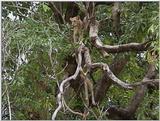 (P:\Africa\VideoStills) Dn-a1572.jpg (1/1) (85 K)