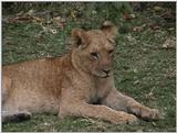 (P:\Africa\VideoStills) Dn-a1574.jpg (1/1) (87 K)