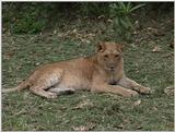 (P:\Africa\VideoStills) Dn-a1575.jpg (1/1) (90 K)