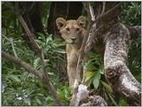 (P:\Africa\VideoStills) Dn-a1579.jpg (1/1) (90 K)