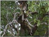 (P:\Africa\VideoStills) Dn-a1580.jpg (1/1) (88 K)