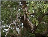 (P:\Africa\VideoStills) Dn-a1581.jpg (1/1) (87 K)