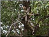 (P:\Africa\VideoStills) Dn-a1582.jpg (1/1) (88 K)