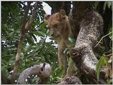 (P:\Africa\VideoStills) Dn-a1585.jpg (1/1) (92 K)