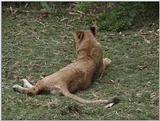 (P:\Africa\VideoStills) Dn-a1586.jpg (1/1) (89 K)