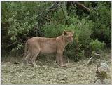 (P:\Africa\VideoStills) Dn-a1588.jpg (1/1) (91 K)