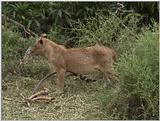 (P:\Africa\VideoStills) Dn-a1589.jpg (1/1) (90 K)