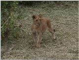 (P:\Africa\VideoStills) Dn-a1590.jpg (1/1) (91 K)