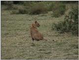 (P:\Africa\VideoStills) Dn-a1591.jpg (1/1) (94 K)