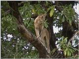 (P:\Africa\VideoStills) Dn-a1592.jpg (1/1) (92 K)