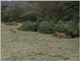 (P:\Africa\VideoStills) Dn-a1593.jpg (1/1) (88 K)
