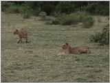 (P:\Africa\VideoStills) Dn-a1594.jpg (1/1) (91 K)