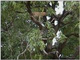 (P:\Africa\VideoStills) Dn-a1595.jpg (1/1) (89 K)