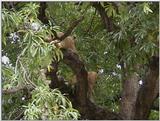 (P:\Africa\VideoStills) Dn-a1597.jpg (1/1) (91 K)