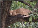 (P:\Africa\VideoStills) Dn-a1598.jpg (1/1) (89 K)