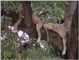 (P:\Africa\VideoStills) Dn-a1599.jpg (1/1) (88 K)