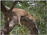 (P:\Africa\VideoStills) Dn-a1600.jpg (1/1) (89 K)