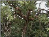 (P:\Africa\VideoStills) Dn-a1601.jpg (1/1) (88 K)