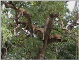 (P:\Africa\VideoStills) Dn-a1602.jpg (1/1) (88 K)