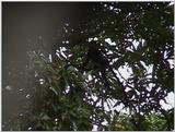 (P:\Africa\VideoStills) Dn-a1603.jpg (1/1) (89 K)